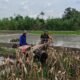 Perrcepat Masa Tanam, Babinsa Sumberingin Kopda Nizar Dampingi Petani Membajak Sawah