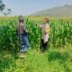 Sinergi Polri dan Petani, Bhabinkamtibmas Bujel Pantau Tanaman Jagung Demi Swasembada Pangan