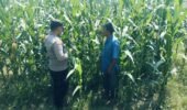 Bhabinkamtibmas Polsek Nongkojajar Perkuat Ketahanan Pangan Lewat Pendampingan Tanaman Jagung di Desa Pungging
