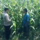 Bhabinkamtibmas Polsek Nongkojajar Perkuat Ketahanan Pangan Lewat Pendampingan Tanaman Jagung di Desa Pungging