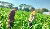 Bhabinkamtibmas Polsek Mojoroto Edukasi Petani Jagung di Ngampel, Perkuat Ketahanan Pangan Menuju Swasembada