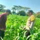 Bhabinkamtibmas Polsek Mojoroto Edukasi Petani Jagung di Ngampel, Perkuat Ketahanan Pangan Menuju Swasembada