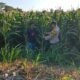 Bhabinkamtibmas Polsek Mojoroto Edukasi Petani Jagung, Perkuat Ketahanan Pangan Menuju Swasembada Nasional