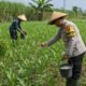 Bhabinkamtibmas Polsek Pasrepan Ikut Awasi Perkembangan Tanaman Jagung Warga