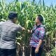 Bhabinkamtibmas Polsek Sukorejo Dorong Petani Optimalkan Lahan Produktif
