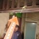 Penemuan Orang Gantung Diri di Perumahan Karyawan G 6 PT. NKU Estate SMME Desa Tumbang Koling.