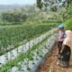 Bhabinkamtibmas Sambangi Lahan Cabai, Dukung Ketahanan Pangan Bersama Warga