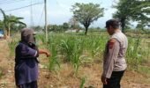 Bhabinkamtibmas Polsek Sukorejo Dorong Ketahanan Pangan Melalui Pemantauan Tanaman Jagung di Desa Lecari
