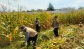 Hasil Panen Jagung di Karangjati Terpantau Baik, Bhabinkamtibmas Dukung Ketahanan Pangan Bersama Petani
