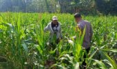 Bhabinkamtibmas Polsek Tarokan Cek Lahan Jagung dan Edukasi Petani, Dukung Swasembada Pangan Nasional