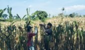 BHABINKAMTIBMAS SUKOREJO GERAKKAN MASYARAKAT MANFAATKAN LAHAN DUKUNG KETAHANAN PANGAN NASIONAL