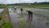 Dukung Ketahanan Pangan, Sertu Alim Santoso Dampingi Poktan Tani Makmur Tanam Padi di Jambewangi