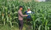 Polsek Kunjang Sambangi Kelompok Tani Kapas, Dukung Ketahanan Pangan