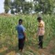 Bhabinkamtibmas Polsek Rembang Pantau Lahan Jagung Warga Dukung Asta Cita Ketahanan Pangan