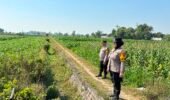 Jagung Jadi Andalan, Polsek Kunjang Ikut Pantau Perkembangan Pertanian di Desa Kapi