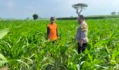 Bhabinkamtibmas Desa Kalipang Dampingi Petani, Dorong Produktivitas Jagung untuk Ketahanan Pangan