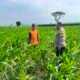 Bhabinkamtibmas Desa Kalipang Dampingi Petani, Dorong Produktivitas Jagung untuk Ketahanan Pangan