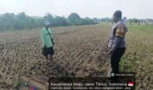 Bhabinkamtibmas Edukasi Petani Jagung, Dukung Ketahanan Pangan di Desa Sukoanyar