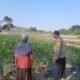 Polsek Wates Kawal Ketahanan Pangan Lewat Pendampingan Petani Jagung