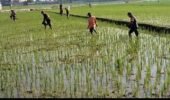 Babinsa Masaran Bantu Petani, Pemupukan Didorong Tepat dan Efisien