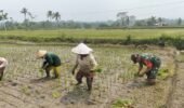Dukung Ketahanan Pangan, Serka Abdul Salam Turun ke Sawah Bantu Petani Tanam Padi Di Ngadirenggo