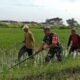 Babinsa Blusukan ke Sawah, Gulma Dibasmi Demi Selamatkan Masa Depan Panen Petani