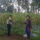 Tanaman Tomat di Pungging Tumbuh Baik, Bhabinkamtibmas Dukung Suksesnya Ketahanan Pangan Nasional