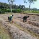 Dukung Ketahanan Pangan, Sertu Harianto Dampingi Petani Penyiapan Lahan Sawah Di Desa Ngoran