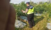 Polsek Nongkojajar Dukung Budidaya Cabai di Pungging untuk Sukseskan Ketahanan Pangan
