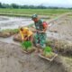 Dukung Ketahanan Pangan, Babinsa Koramil Doko Dampingi Petani Tanam Padi di Desa Plumbagan