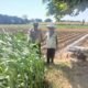 Bhabinkamtibmas Polsek Banyakan Cek Tanaman Jagung, Dorong Petani Perkuat Ketahanan Pangan
