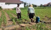 Bhabinkamtibmas Polsek Mojoroto Edukasi Petani Jagung, Dukung Ketahanan Pangan di Banjarmlati