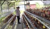 Bhabinkamtibmas Polsek Rembang Laporkan Budidaya Ayam Petelur di Kalisat Tumbuh Sehat