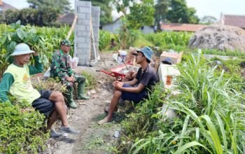 Dukung Ketahanan Pangan, Serka Anton Ady Gelar Komsos Persiapan Panen Jagung Bersama Poktan Rahayu
