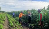 Pantau Jagung di Gempeng, Bhabinkamtibmas Perkuat Pendampingan Kelompok Tani