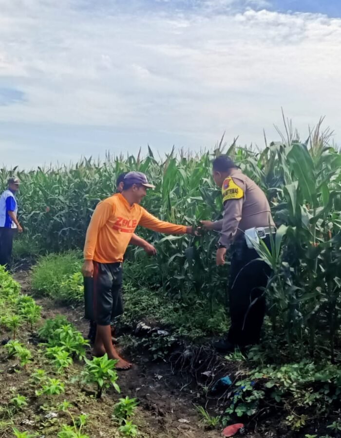 Pantau Jagung di Gempeng, Bhabinkamtibmas Perkuat Pendampingan Kelompok Tani