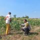 Bhabinkamtibmas Tamanan Dampingi Petani Jagung, Dorong Ketahanan Pangan dan Swasembada Nasional