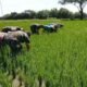 Babinsa Jurangjero Ikut Turun ke Sawah, Petani: TNI Selalu Ada di Tengah Kami