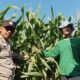 Bhabinkamtibmas Campurejo Cek Tanaman Jagung, Dorong Ketahanan Pangan dan Swasembada