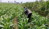 Cek Tanaman dan Bahas Hama, Polsek Pagu Dampingi Petani di Kayen Kidul