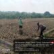 Bhabinkamtibmas Tambibendo Turun ke Sawah, Dukung Warga Perkuat Ketahanan Pangan Lewat Tanaman Jagung