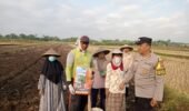 Benih Unggul, Harapan Panen Melimpah: Bhabinkamtibmas Kedawung Dampingi Petani