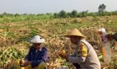 Jaga Ketahanan Pangan, Bhabinkamtibmas Dermo Aktif Dampingi Petani hingga Masa Panen