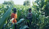 Tanaman Jagung di Dukuhsari Tumbuh Subur, Bhabinkamtibmas Dorong Pemanfaatan Lahan Produktif