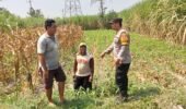 Polsek Papar Pantau Perkembangan Kelompok Tani dalam Program Ketahanan Pangan