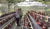 Budidaya Ayam Petelur di Kalisat Berkembang Baik, Bhabinkamtibmas Dukung Ketahanan Pangan