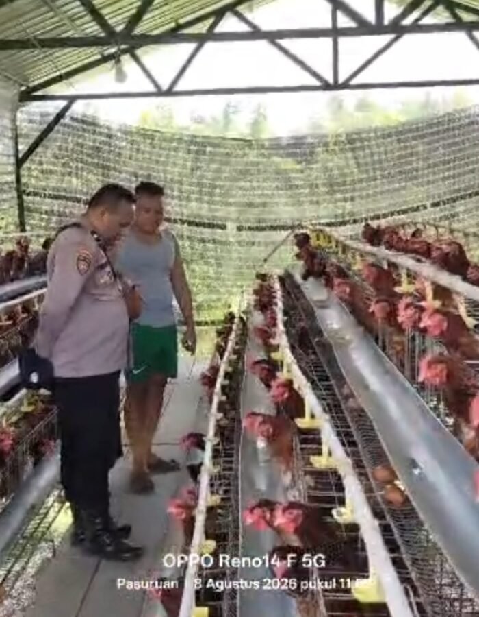 Budidaya Ayam Petelur di Kalisat Berkembang Baik, Bhabinkamtibmas Dukung Ketahanan Pangan