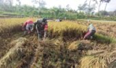 Wujudkan Swasembada Pangan, Babinsa Koramil 0808/11 Binangun Dampingi Petani Panen Padi Di Desa Sambigede