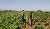 Bhabinkamtibmas Dampingi Petani, Dukung Ketahanan Pangan dari Lahan Jagung