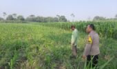 Ketahanan Pangan, Polsek Wates Jaga Produktivitas Lahan Jagung Sumberagung